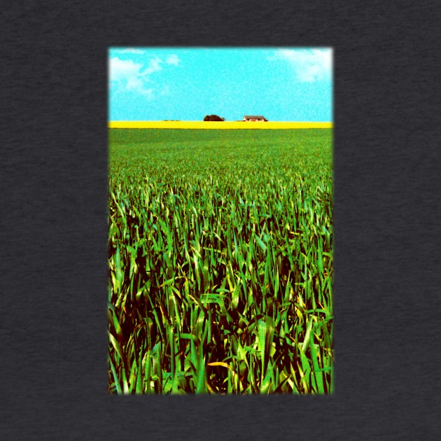 Oil Seed Prairie by JonDelorme